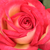 Rumeno - oranžna - Vrtnica čajevka - Susan Massu®